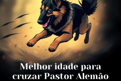 Melhor idade para cruzar Pastor Alemão: Descubra o momento ideal! Melhor idade para cruzar Pastor Alemão