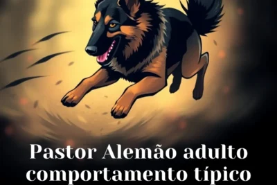 Pastor Alemão adulto: comportamento típico e cuidados essenciais Pastor Alemão adulto comportamento típico