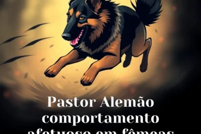 Pastor Alemão comportamento afetuoso em fêmeas