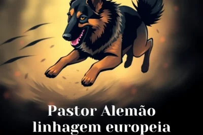 Pastor Alemão linhagem europeia