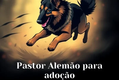 Pastor Alemão para adoção