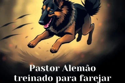 Pastor Alemão treinado para farejar